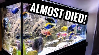 ALL of My AFRICAN CICHLIDS Almost DIED [upl. by Annavahs358]