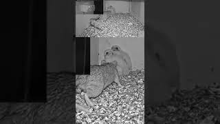 No Rat approaches falcon kestrel nestlings owl birds animals wildlife nature webcams shorts [upl. by Greg]