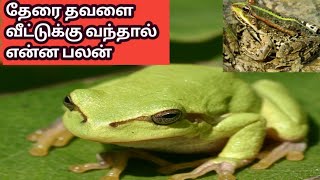 தேரை தவளை வீட்டுக்கு வந்தால் என்ன பலன்lucky pet for human [upl. by Lemaj]