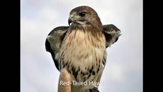 Red Tailed Hawk Call [upl. by Tudor]