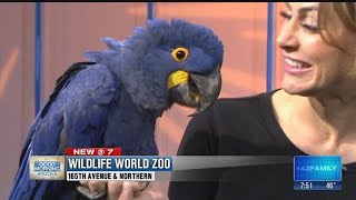 Arizonas Wildlife World Zoo brings by a hyacinth macaw parrot [upl. by Lowis53]