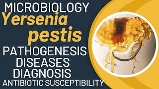 Yersinia pestis bacillus  bubonic plague bacteria  Yersinia pestis pathogenesis [upl. by Yelnik]