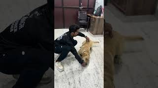 Labrador 🐕 obedience practice crawl dog pets dogtrainersofig dogtraining shortsviral obedience [upl. by Azenav]