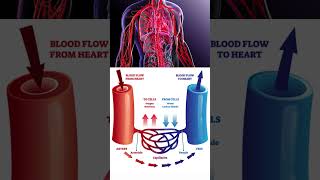 How Blood Vessels Keep You Alive 🩸 youtubeshorts science education viralvideo [upl. by Johnston]