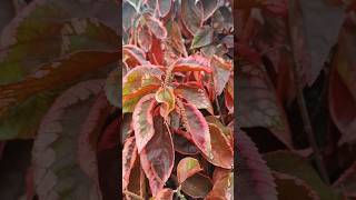 Acalypha wilkesiana [upl. by Sennahoj29]