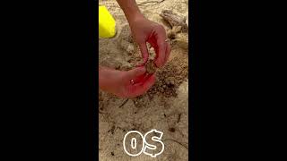 Metal Detecting on the Beach🏖️Uncovering Hidden Treasures and Amazing Finds🤪 liveshorts [upl. by Enetsirhc712]