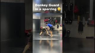 Donkey guard in a sparring [upl. by Nref]