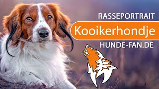 ► Kooikerhondje 2021 Rasse Aussehen amp Charakter [upl. by Kennith]