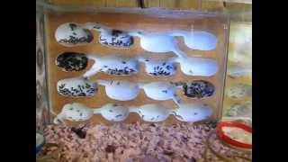 Lasius fuliginosus Беспокойное хозяйство [upl. by Ehcropal]