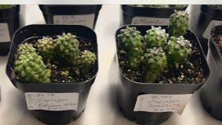 PART 4 MY COPIAPOA CINEREA COLUMNA ALBA 9 MONTH UPDATE RARE CACTUS SEEDLINGS cactus plants [upl. by Einnok]