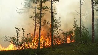 Onda de calor derrete glaciares e incendeia florestas no Ártico [upl. by Yorgen554]