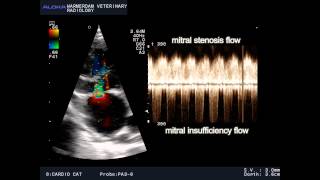 VSD and mitral stenosis and TI in a cat  VSD en mitralis stenose en TI bij een kat [upl. by Seamus4]