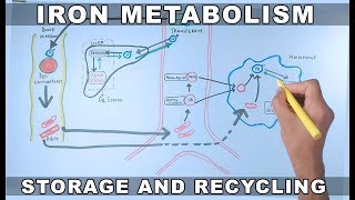 Iron Metabolism  Storage and Recycling [upl. by Minne]