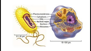 Obecná biologie  rozdělení prokaryota a eukaryota  SPOLEČNÉ UČENÍ [upl. by Trebbor]