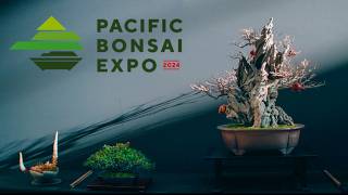 Pacific Bonsai Expo 2024 [upl. by Amsirp]