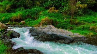 Nature’s Forest River Symphony with Birds for Deep Calm Healing and Restful Focus [upl. by Netsrik]