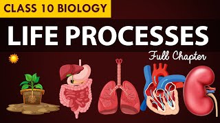 Life processes Full chapter  class 10 Animated video  10th BIOLOGY  ncert science  Chapter 7 [upl. by Nerak873]