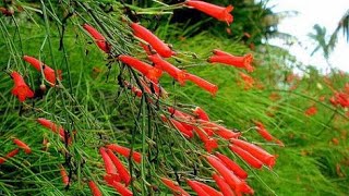 FLOR DE CORAL [upl. by Arrat680]