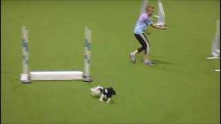 agility exam 3 papillon chaos [upl. by Alekehs]