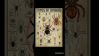 types of spiders  Mexican Redknee Tarantula  spider edit animals tarantula memes [upl. by Tomkin]