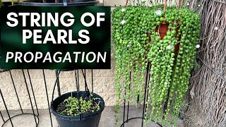 String of Pearls Plant Propagation Method and Tips  M and MM Plants [upl. by Tanny580]