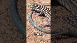 The New Mexico Whiptail Lizard shorts newmexico facts science reptiles lizard animals [upl. by Tugman684]