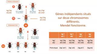 Gènes indépendants gènes liés avec ou sans Crossing over [upl. by Leiram469]