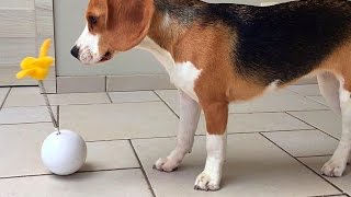 Funny Dogs Vs Cat Toys Funny Reactions  Louie and Marie The Beagles [upl. by Frannie]