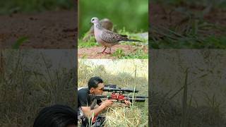 Hunting turtle doves hunting indonesianhunter [upl. by Asabi]