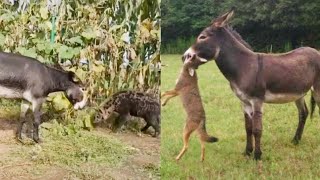 Donkey killing hyena and coyote 😰 [upl. by Aikaj]