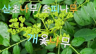 산초나무잎과 초피나무잎은 어떻게 다른가 개옻나무 여름 모습 금강자연휴양림 Masticleaf prickly ash Chopi Korean pepper [upl. by Kremer98]