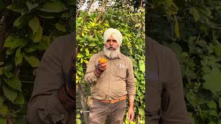 Chaj da vichar pt8 punjab youtubeshorts youtube fruits knowledge [upl. by Rorry439]