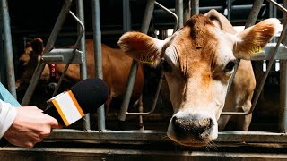 Adventiel veut mettre les bovins sur écoute [upl. by Nyrem]