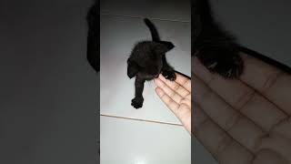 KUCING HITAM OSONG Kucing Sulawesi [upl. by Rehctelf]