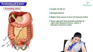 13 Anatomy of Colon  MBBS Lecture [upl. by Niar]