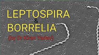 Microbiology lectures Leptospira amp BorreliaBacteriology [upl. by Yelruc126]