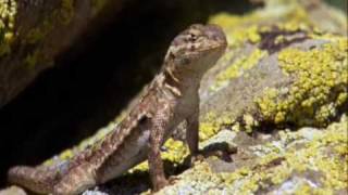 Reptiles amp Amphibians A Documentary Episode 1 Part 1 [upl. by Nottage]