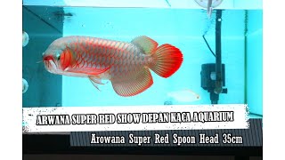 ikan Arwana Super Red Kepala Nyendok Show di depan kaca aquarium  arowana fish spoon head predator [upl. by Hester]