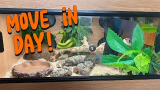 MOVE IN DAY FOR IRWIN THE HOGNOSE 🏡🐍 [upl. by Aela]