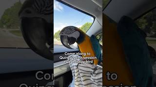 Macaw comforts a grieving bird parrot birdlovers therapybird [upl. by Aerdnaxela]