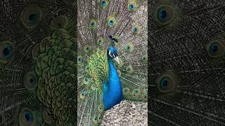 WOW  Why Do Peacocks Spread Their Tail Feathers [upl. by Nylaj]