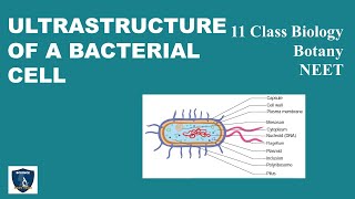 Ultrastructure of a Bacterial Cell  Diversity of Living World  Botany 11 Class Science Easy Tech [upl. by Wakefield]