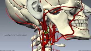 External Carotid Branches  3D Anatomy Tutorial [upl. by Nirik543]