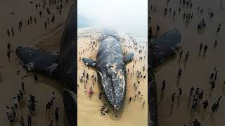 Most Dangerous whale fish in rip natureocean [upl. by Adnarahs]