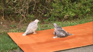 40 days old gyrfalcons playing [upl. by Iramaj]