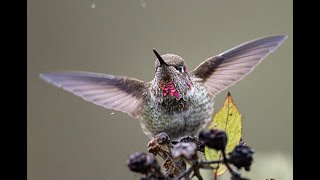 Annas hummingbird in Oregon [upl. by Ong187]