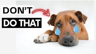 10 Things Dogs Hate About Humans [upl. by Filbert759]