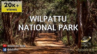 🇱🇰 Wilpattu National Park Sri Lanka  විල්පත්තු ජාතික උද්‍යානය [upl. by Florry]