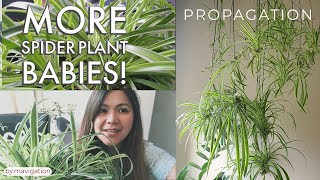 Spider Plant Care and Propagation l More Babies [upl. by Pepito]