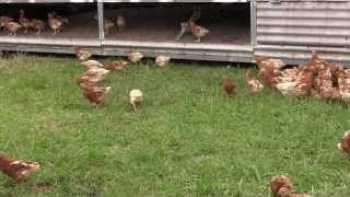 Organic Pasture Ranged Egg farming [upl. by Bonn935]